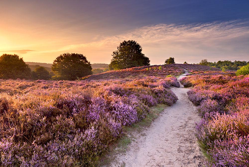 Waar wandelen op de Veluwe? 8x Wandelroutes + tips!