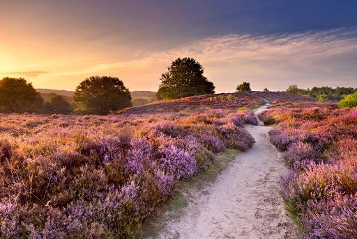 Waar wandelen op de Veluwe? 8x Wandelroutes + tips!