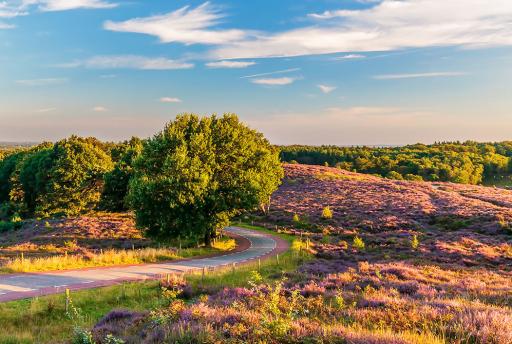 De ultieme roadtrip over de Veluwe langs de mooiste natuur en plekken