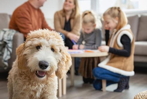 Vakantiepark met hond? → 20x de beste vakanties met hond