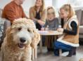 Vakantiepark met hond? → 20x de beste vakanties met hond