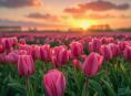 Tulpenvelden Nederland: 10x de mooiste bloemenvelden + Tips om te bezoeken!