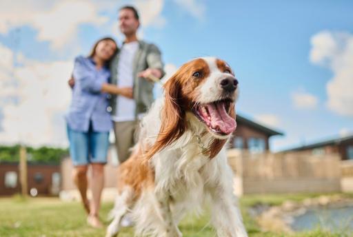 15x Campings met hond in Nederland