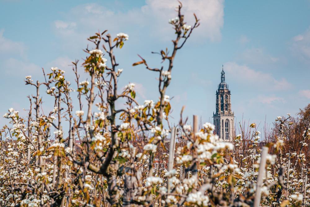 10x De mooiste plekken en bezienswaardigheden in de Betuwe