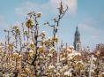 10x De mooiste plekken en bezienswaardigheden in de Betuwe