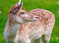 Vakantiepark Dierenbos (voorheen Vinkeloord) geopend