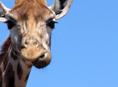 Libéma investeert in SafariResort Beekse Bergen 