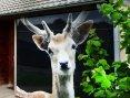 Voordeel bij Vakantiepark Dierenbos