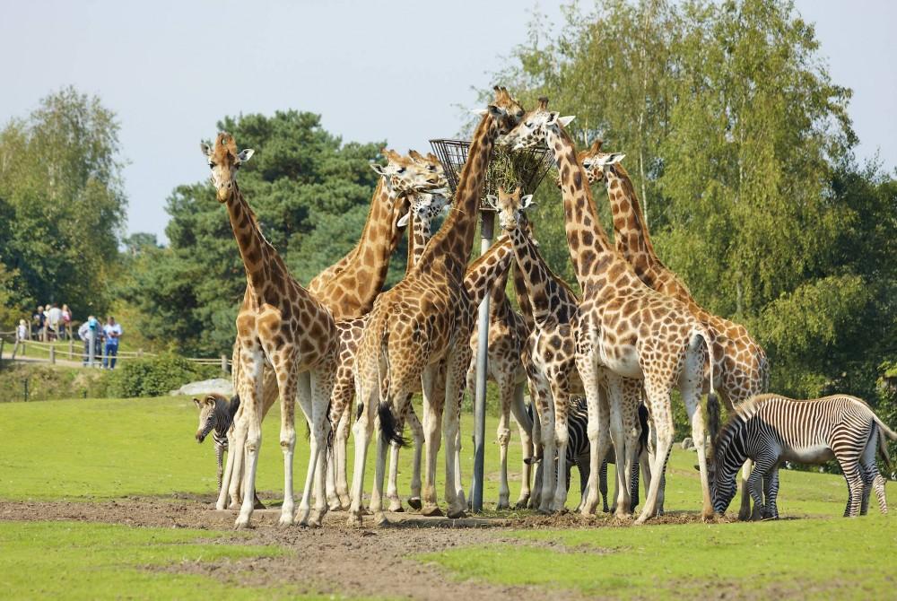 Met Libéma op SafariCamp in Beekse Bergen