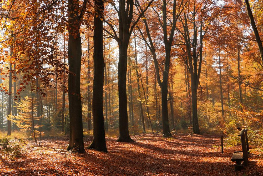 Herfst Deals bij Roompot Vakanties
