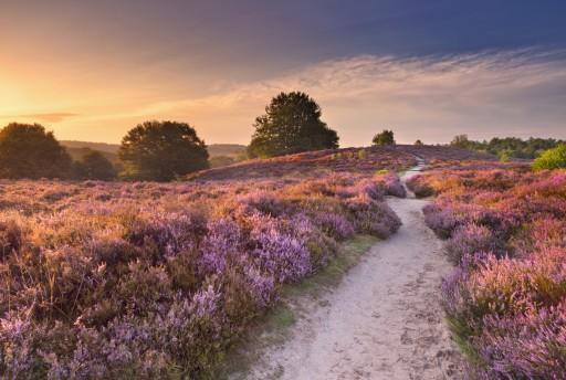7 redenen waarom je de Veluwe écht moet gaan zien