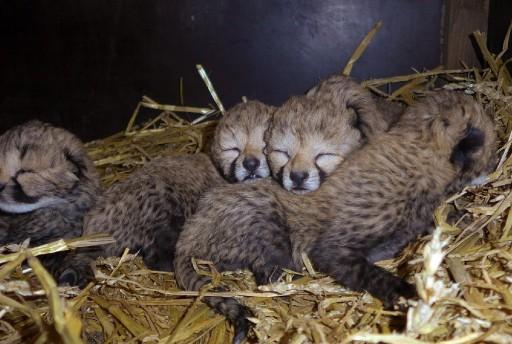 Jachtluipaardvijfling geboren in Safaripark Beekse Bergen