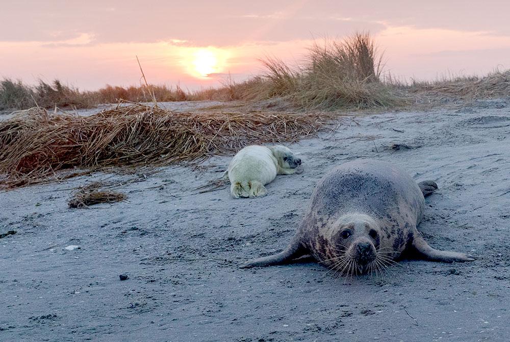 Landal GreenParks support WADfilm: Een unieke natuurfilm over het waddengebied