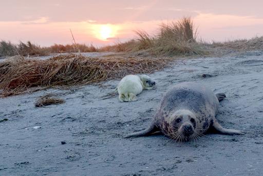 Landal GreenParks support WADfilm: Een unieke natuurfilm over het waddengebied