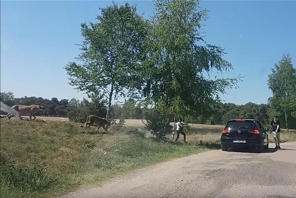 BIZAR: Gezin stapt uit bij cheetah's in Beekse Bergen en ontsnapt maar nét op tijd