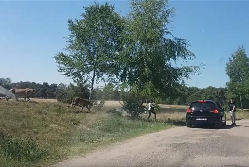 BIZAR: Gezin stapt uit bij cheetah's in Beekse Bergen en ontsnapt maar nét op tijd