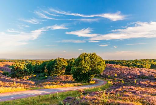 De 15 mooiste plekken van de Veluwe