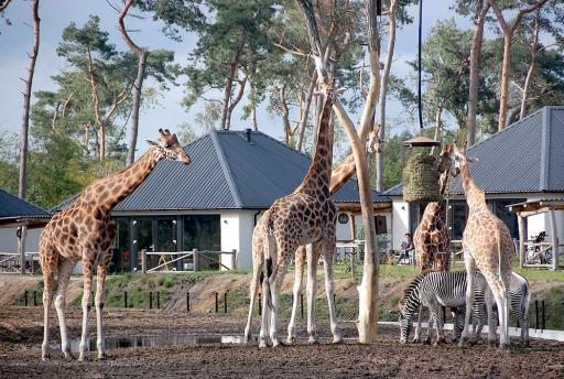 VIDEO: Safari Resort Beekse Bergen