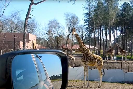 Thuis op autosafari bij Safaripark Beekse Bergen