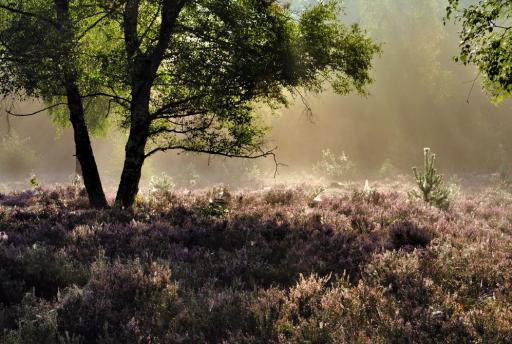 Wauw: Dit filmpje van de Sallandse Heuvelrug is schitterend!
