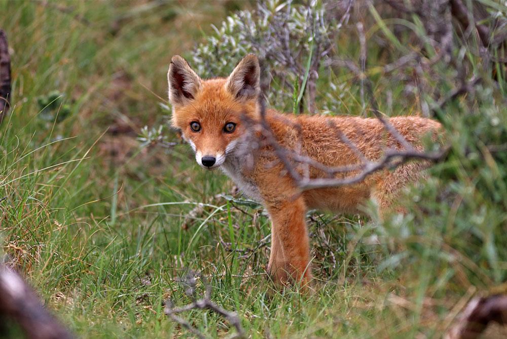 TIP: Vossen spotten in de Amsterdamse Waterleidingduinen