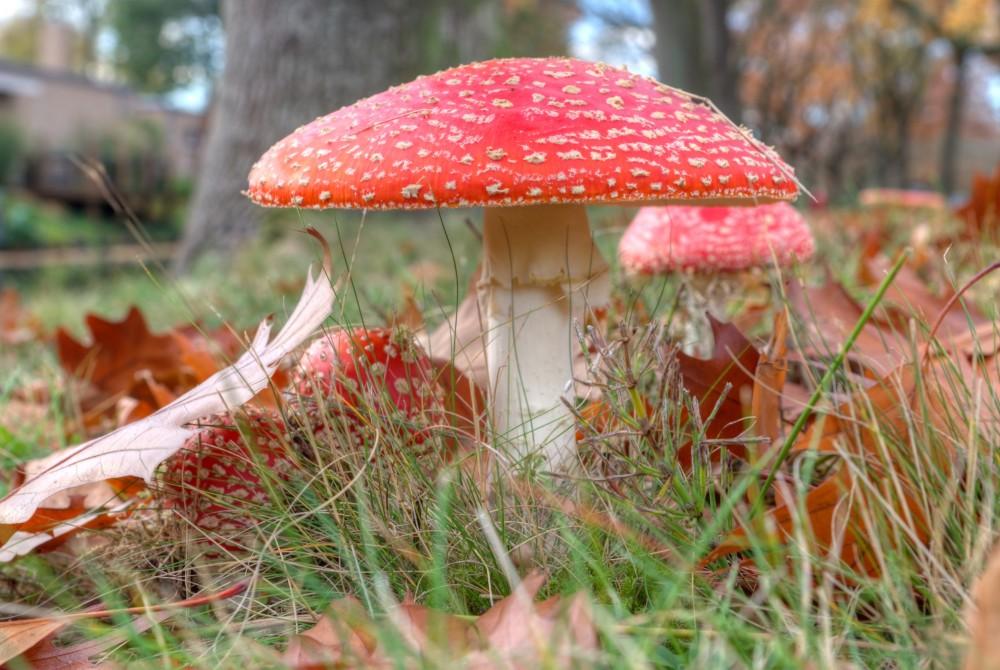 Paddenstoel op de Veluwe