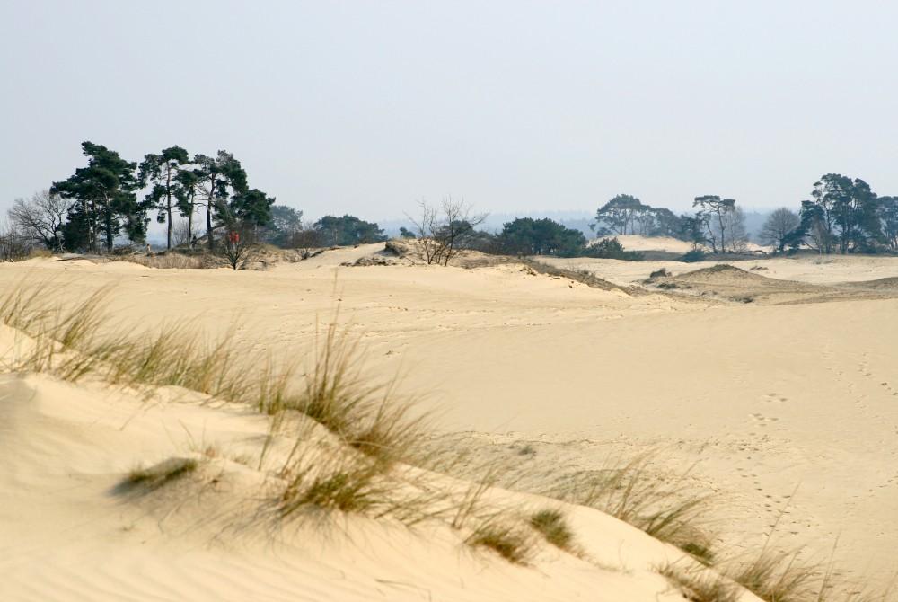 Zandverstuiving op de Veluwe