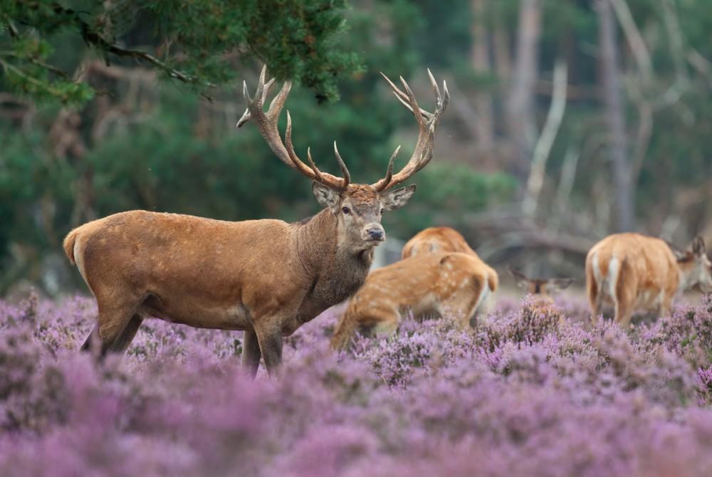Edelhert op de Veluwe