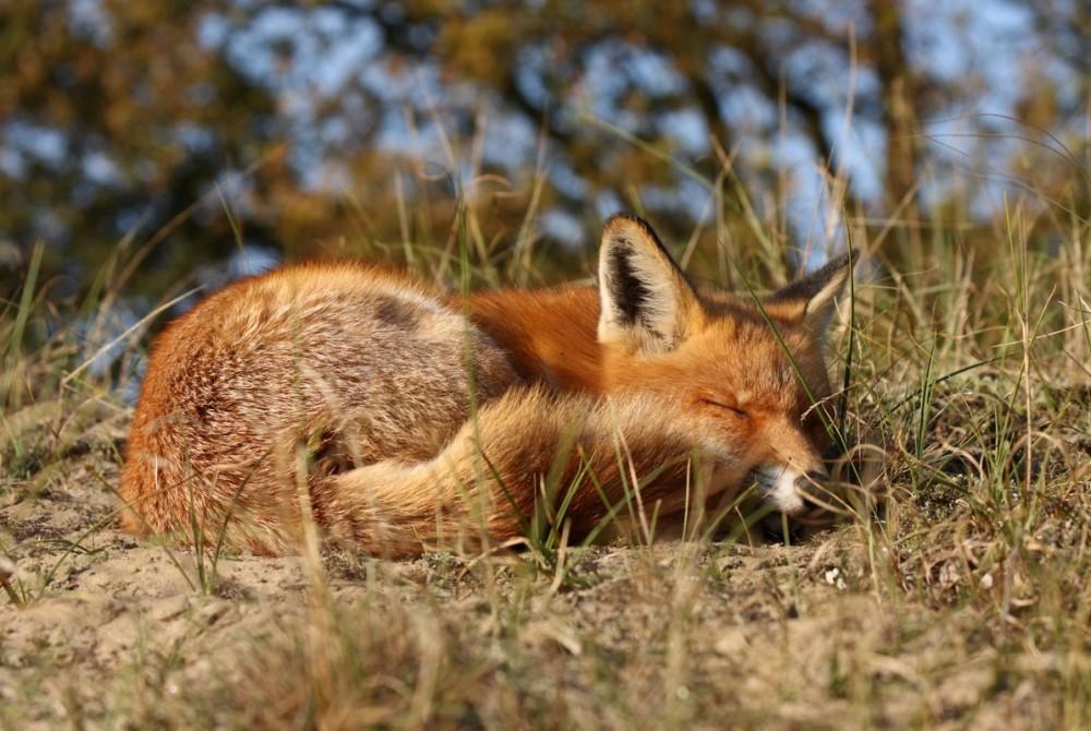 Vos, de Veluwe