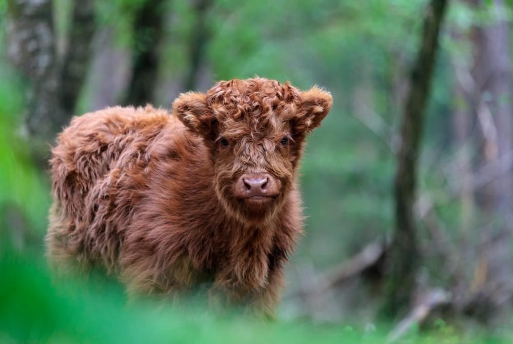 Schotse Hooglander, de Veluwe