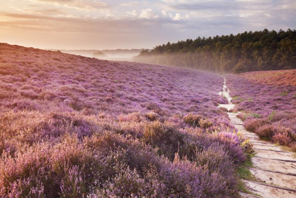 De Veluwe