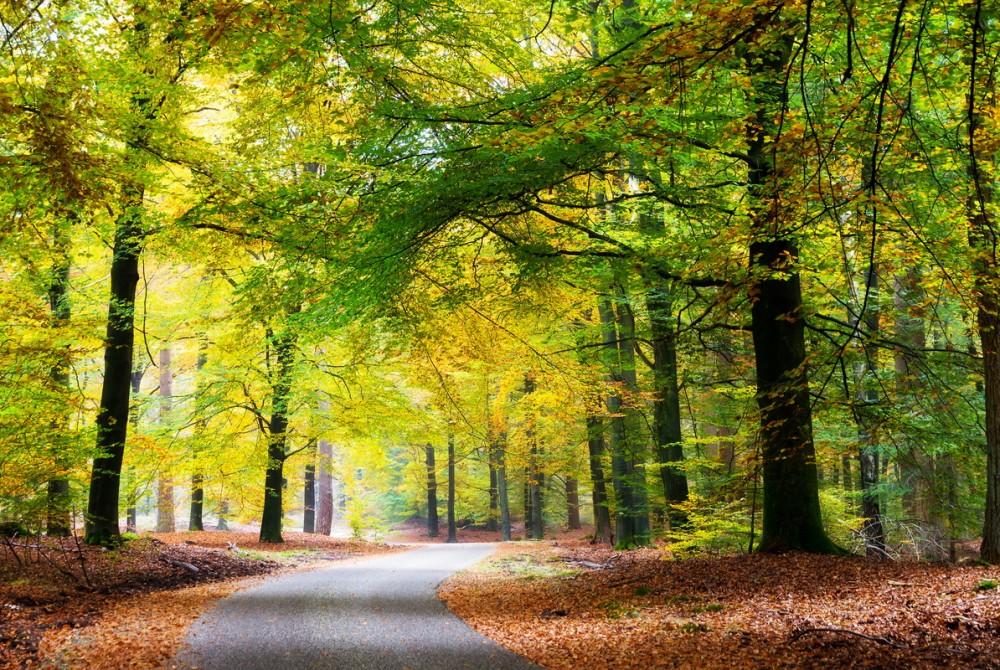 De Veluwe