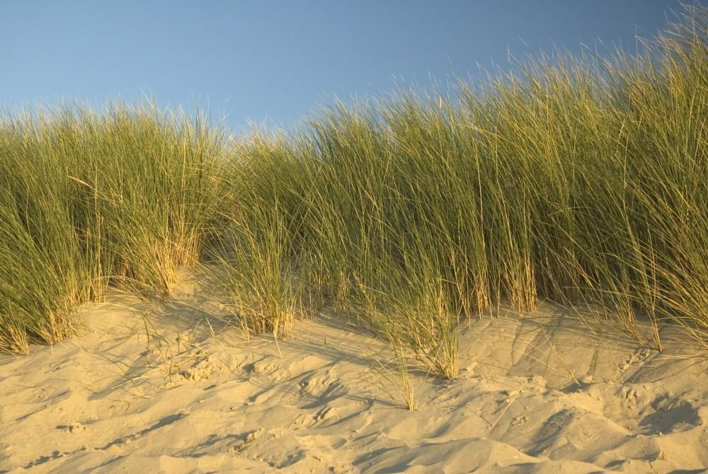 Zandduinen in Zeeland
