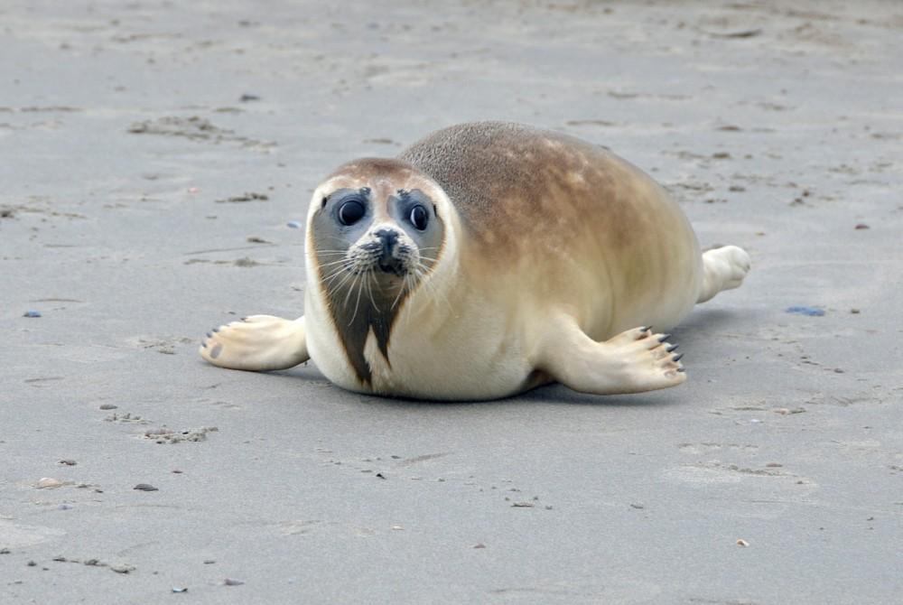 Zeehondensafari