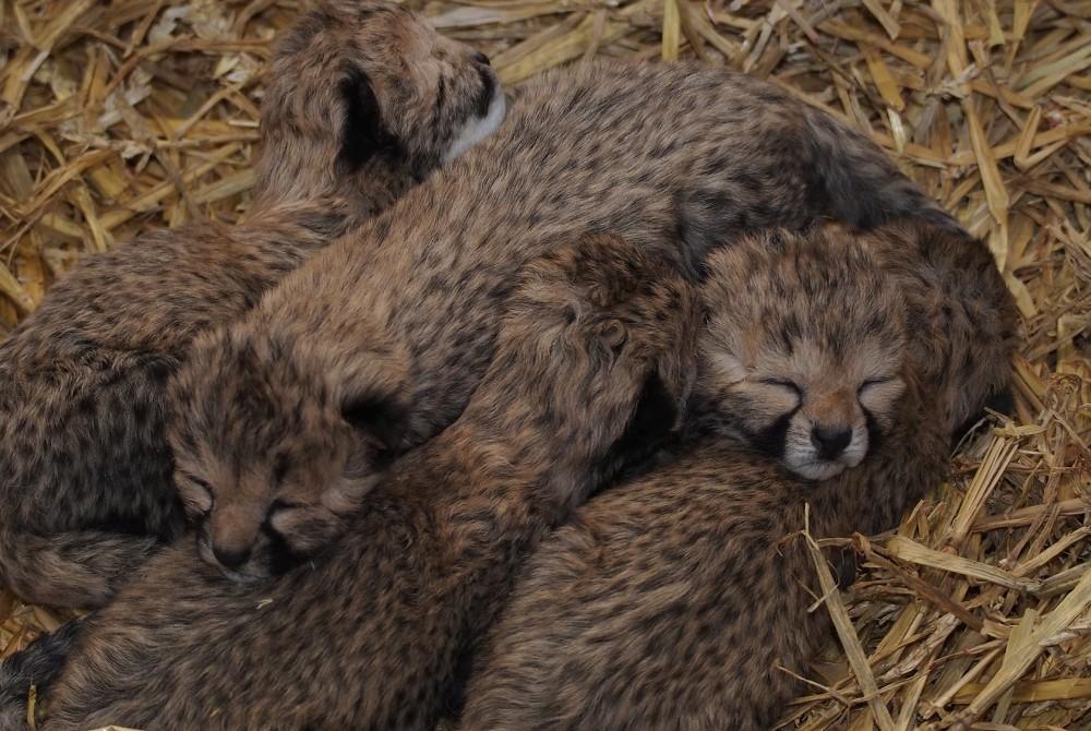 Jachtluipaarden geboren in Beekse Bergen