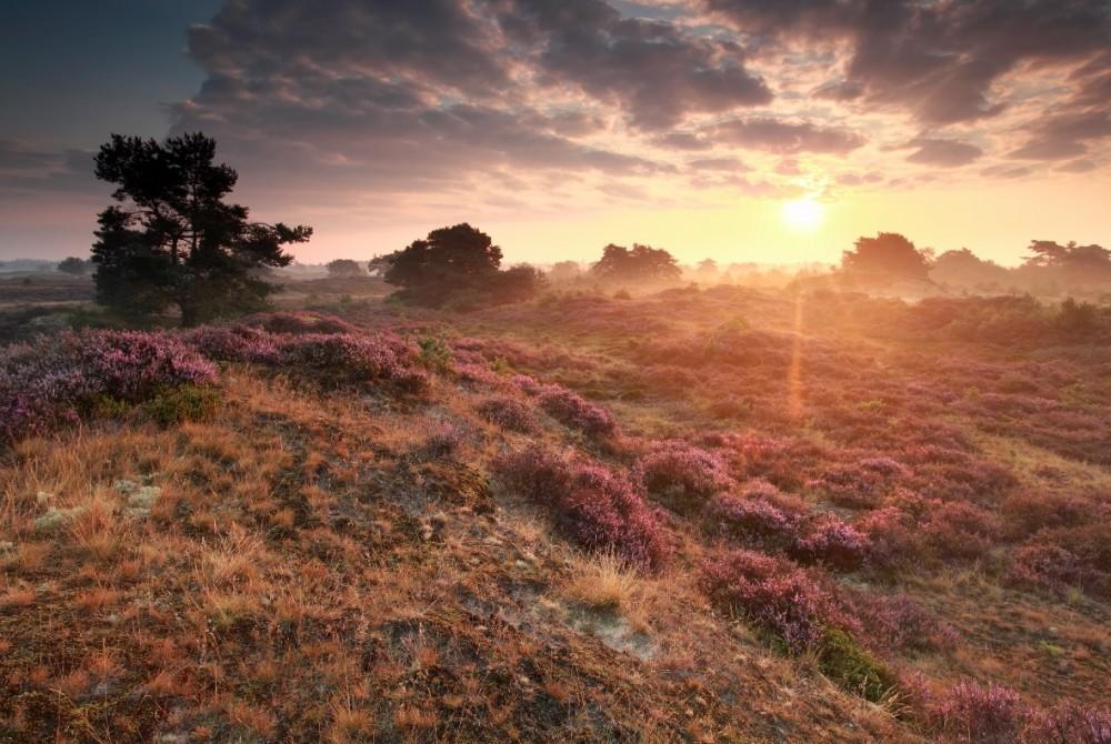 Heide landschap in Drenthe