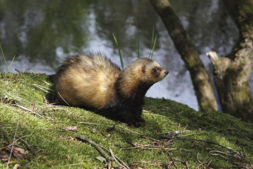Een fret in Drenthe