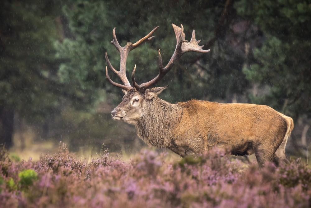 De Veluwe