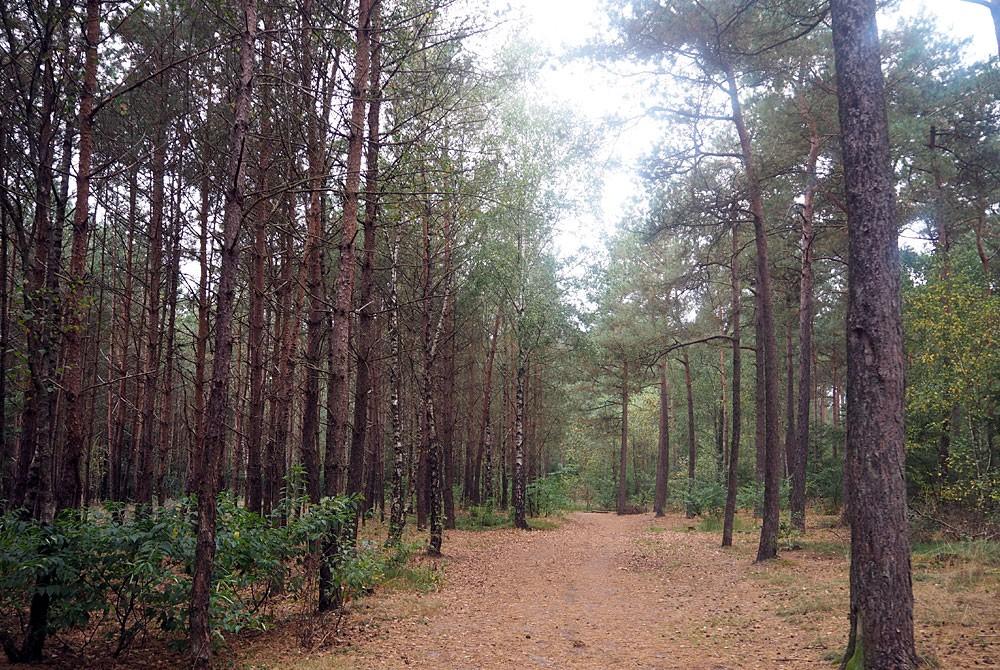 Wandelen in het bos, Landal Coldenhove