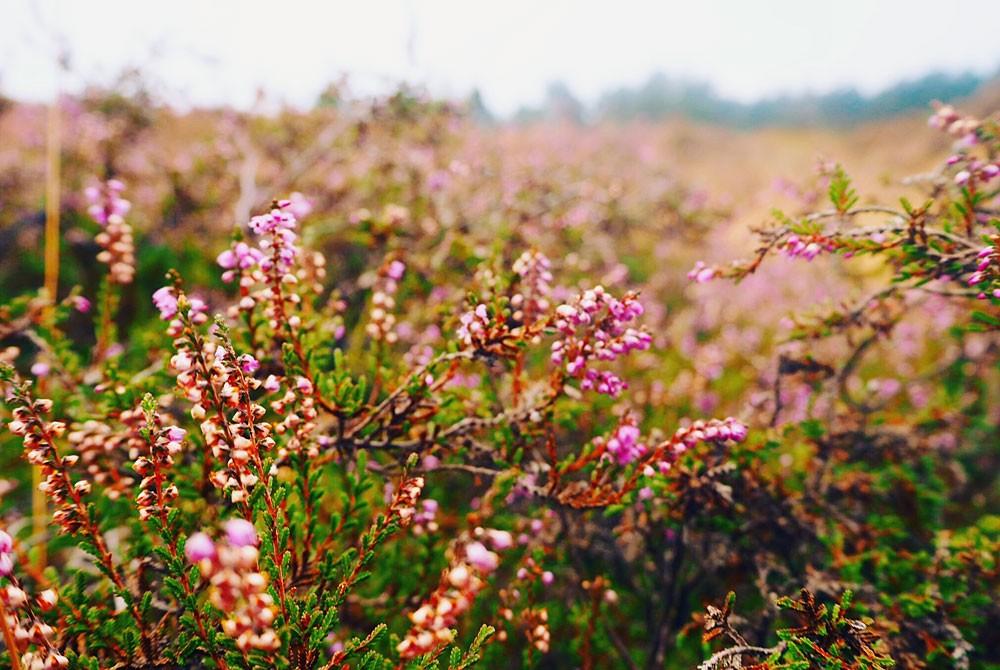 Natuur op de Veluwe