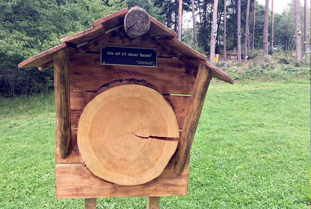 Hoe oud is de boom, Landal Sonnenberg