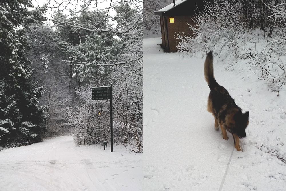 Winter wonderland in Landal Coldenhove