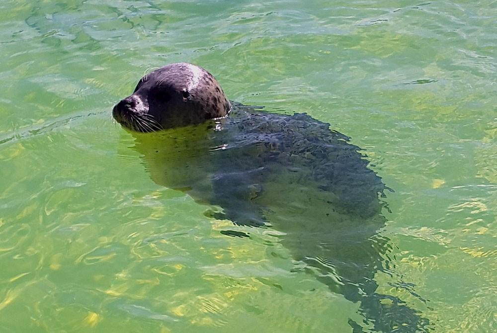Zeehond bij Ecomare, Texel