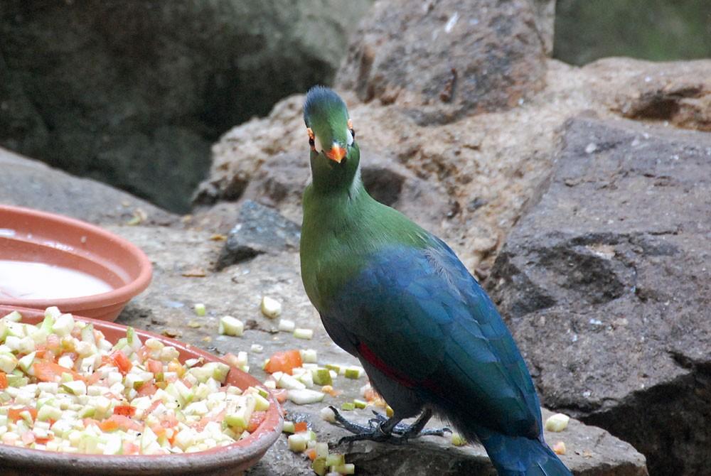 Vogel in de Jungle Dome, Het Heijderbos