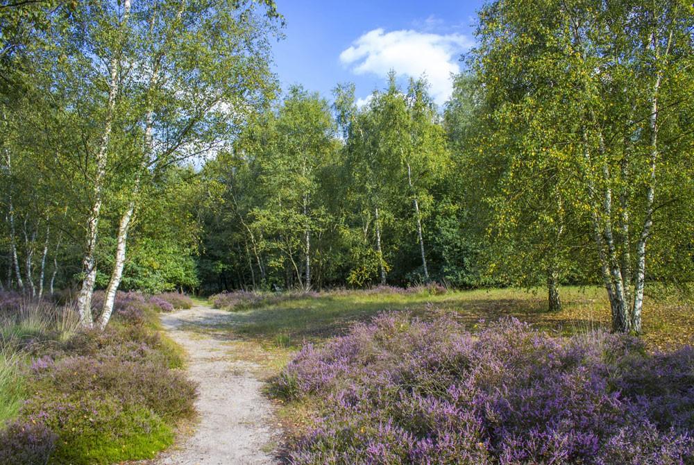 Nationaal Park de Maasduinen