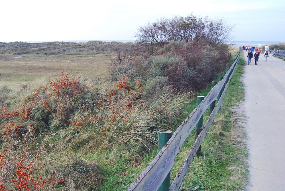 Langs de duinen naar het strand van Schiermonnikoog