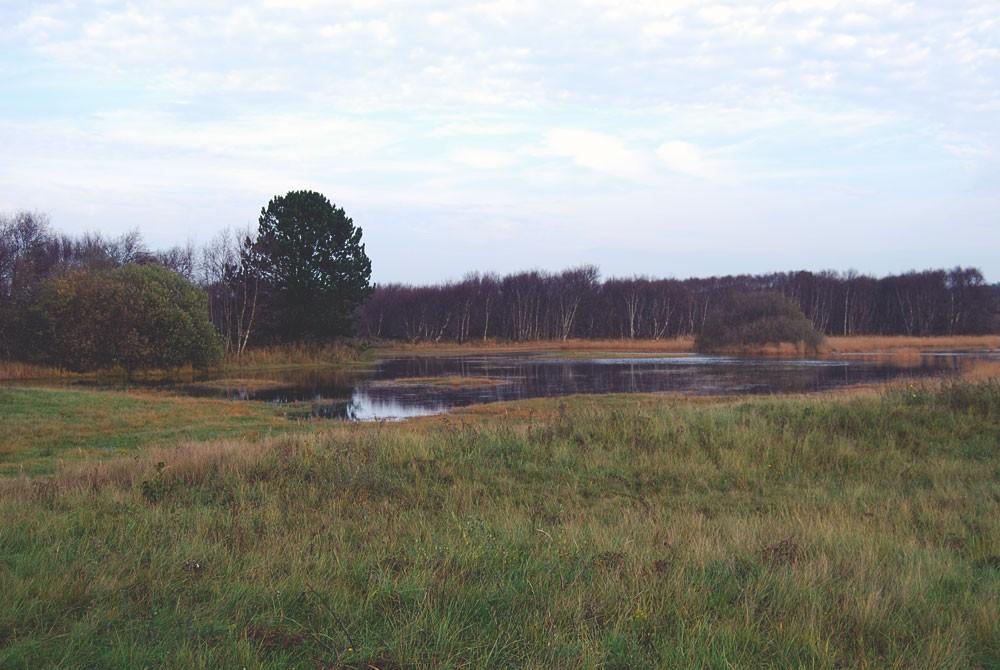 De Berkenplas, Schiermonnikoog