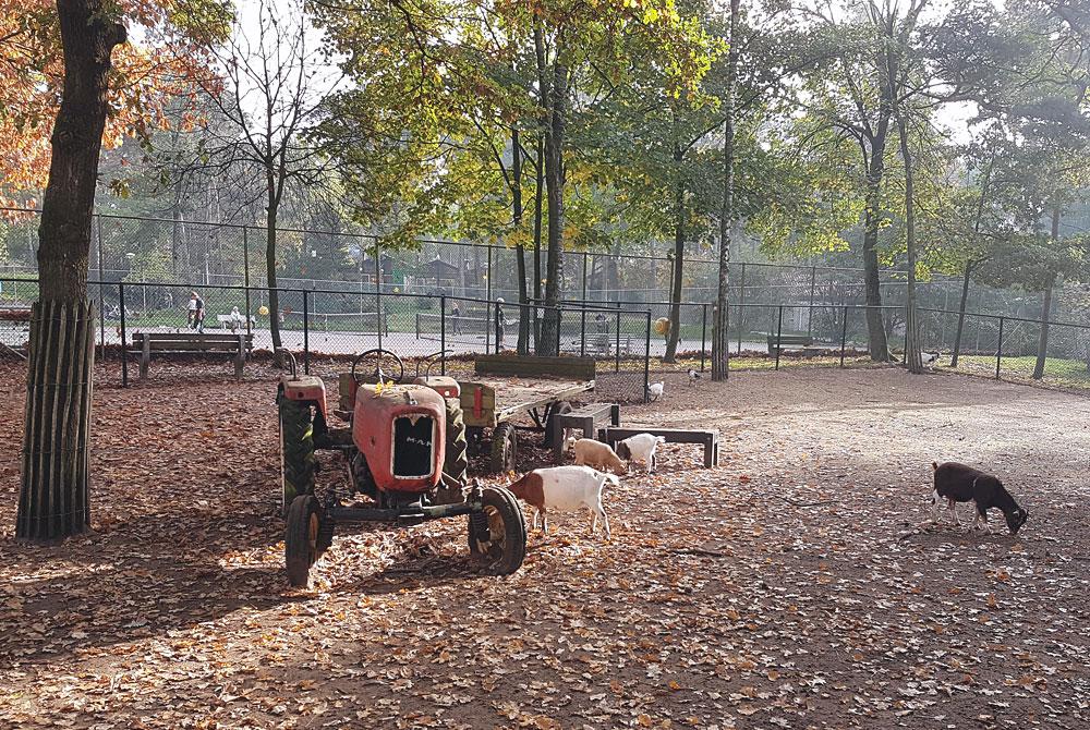 Kinderboerderij en tennisbaan, Landal De Lommerbergen