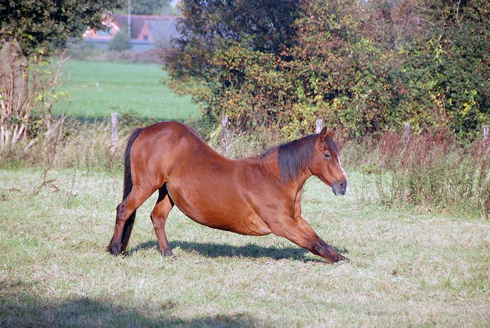 Paard