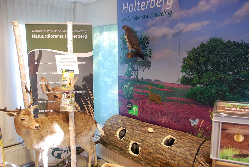 Holterberg op de Sallandse Heuvelrug